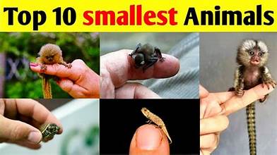 The most 10 smallest animals in the world